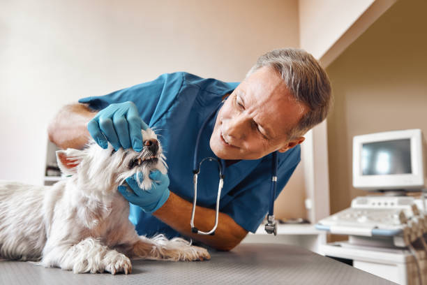 Best Emergency Dental Services for Seniors in Uhland, TX